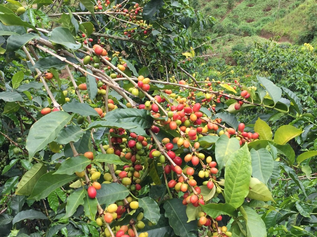 De beste Afrikaanse koffie groeit hoog in de bergen