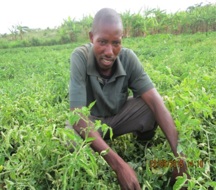 Janvier op zijn tomatenplantage in Rwanda