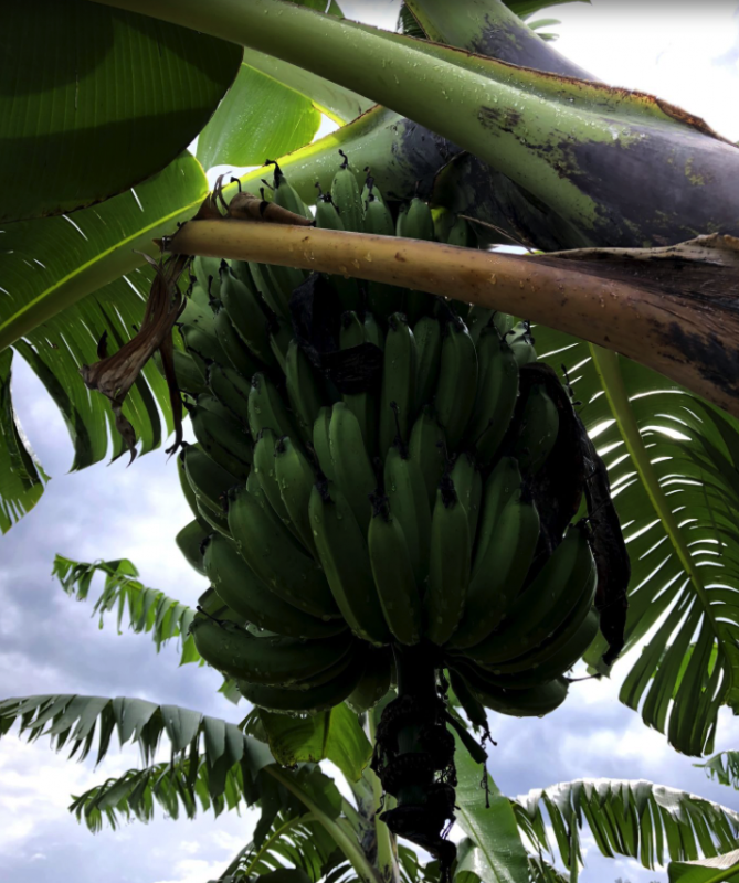 Bananenplantage in Afrika