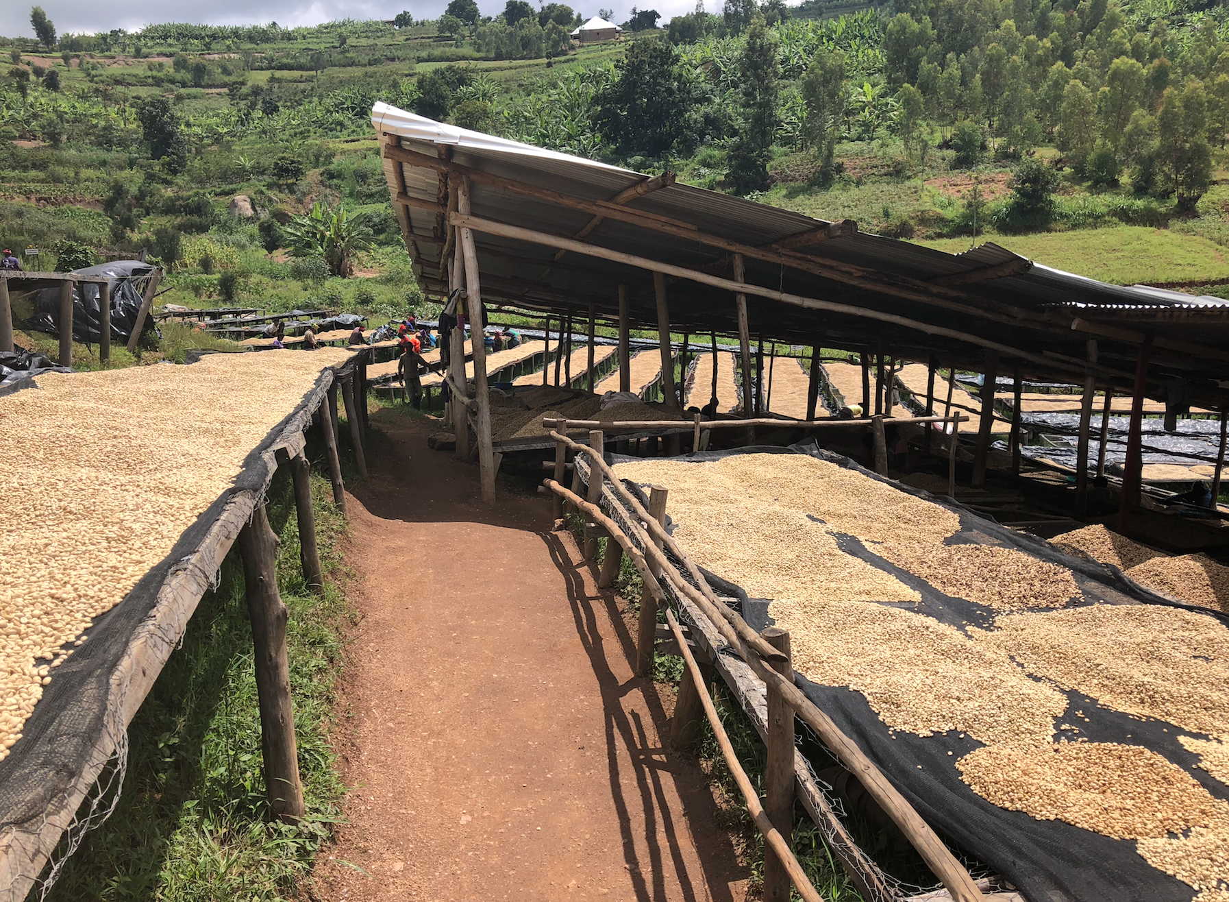 Pure Africa importeert koffiebonen van Sholi uit Rwanda