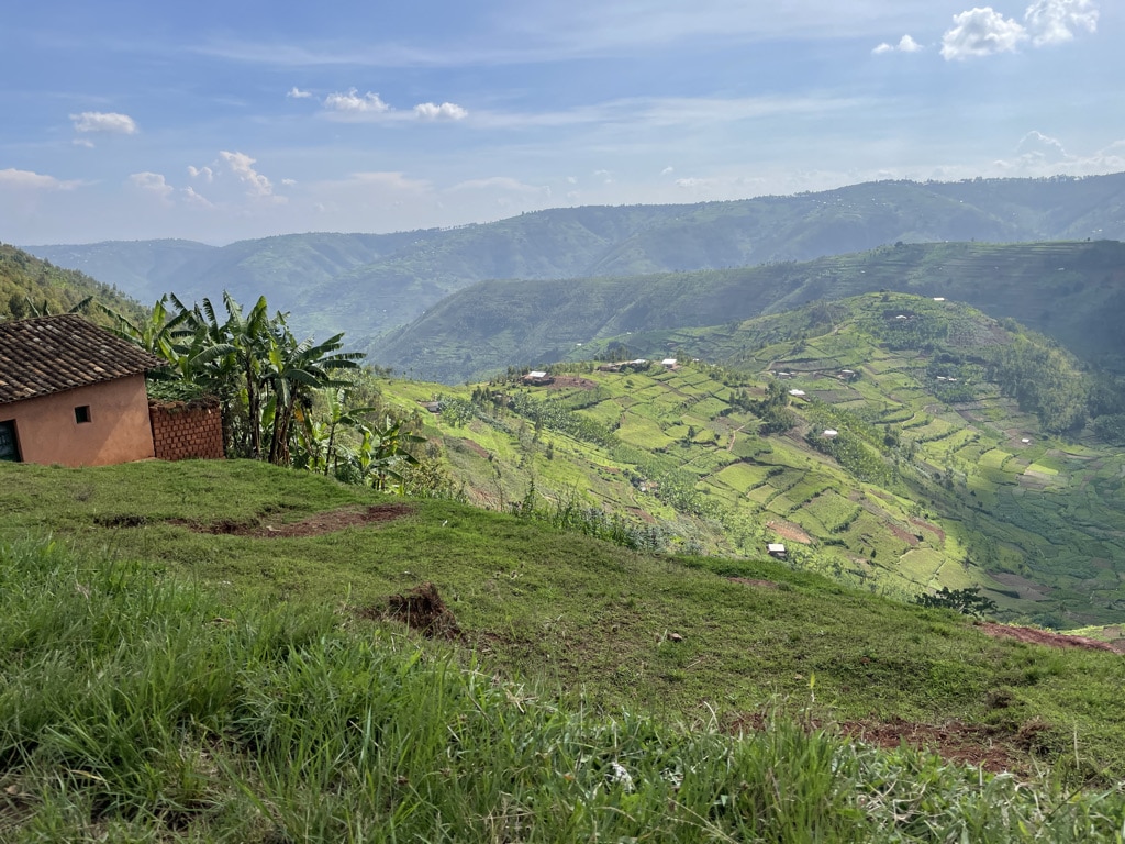 Biologische koffieplantage in Rwanda