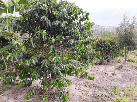 Weersomstandigheden koffie microkrediet Pure Africa Coffee