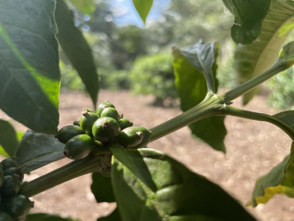 Robusta koffiebessen voor het oogstseizoen van koffie in Uganda.
