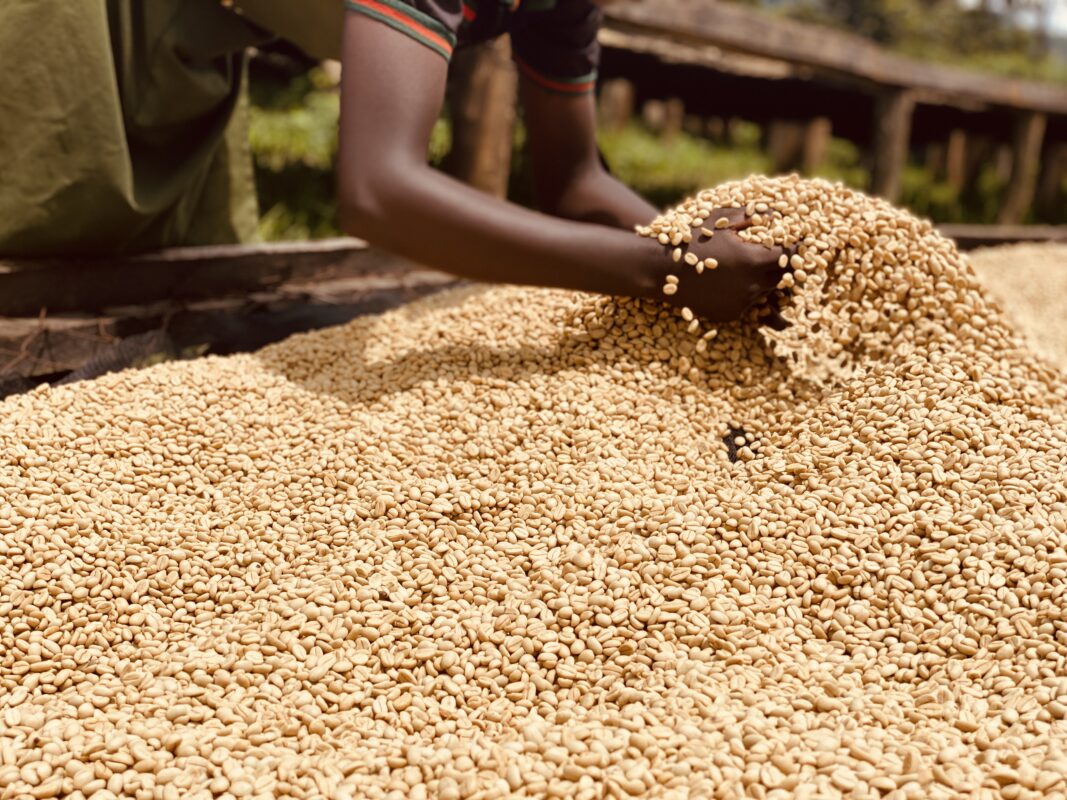 Koffiebonen drogen in de zon