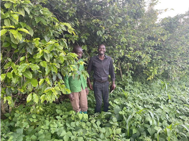 Koffie en bonen plantage in Rwanda