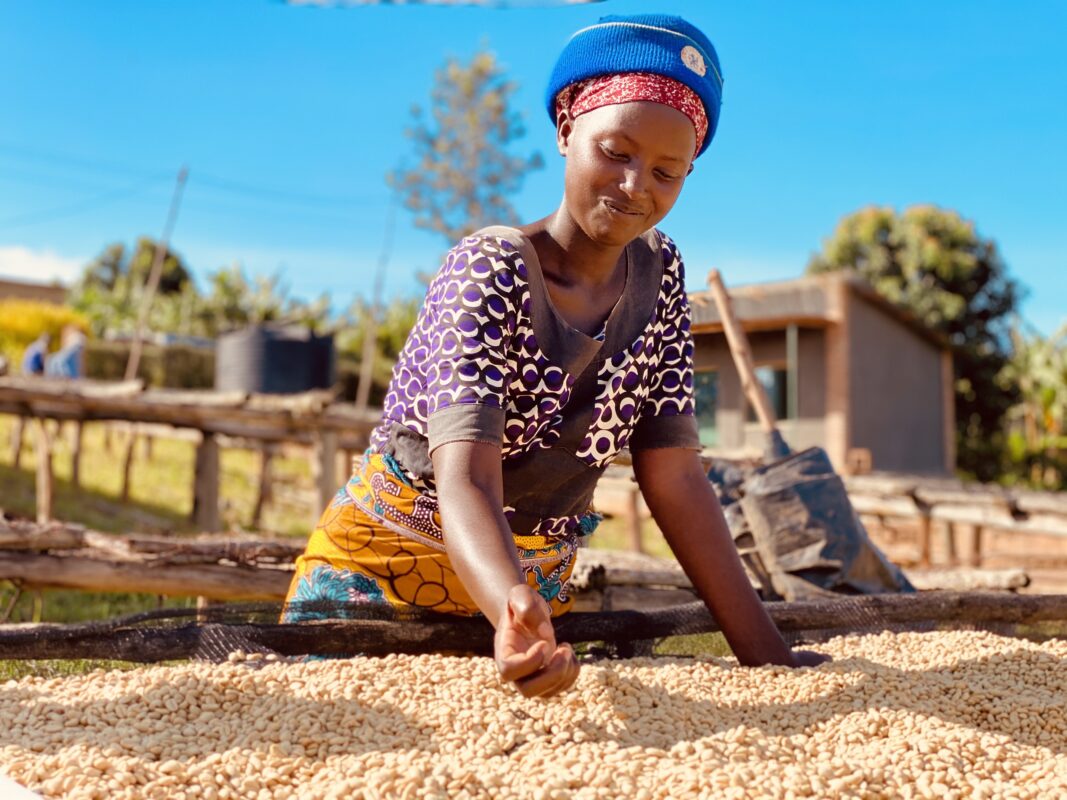 Koffie wordt gedroogd op Coffee Washing Station